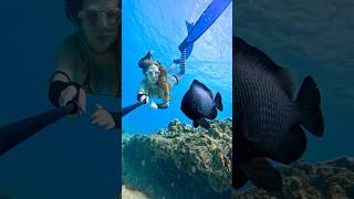 Cute damselfish 🖤 underwater damselfish freediver freediving [upl. by Baseler]