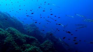 Diving Ustica Sicily with endless Barracudas Giant grouper and Aplysia fasciata mottled sea hare [upl. by Demeter716]