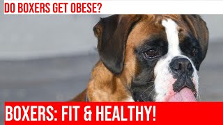 Are Boxers Prone to Obesity Learn the Facts [upl. by Mode15]