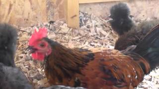 Mille Fleur Belgian Bearded DUccle rooster and some of my hens [upl. by Surad]