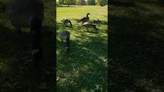 These Geese are so Entertaining [upl. by Ibson703]