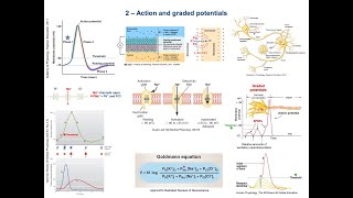 2 Action and graded potentials [upl. by Wren]