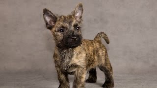 Housebreaking A Cairn Terrier Puppy Very Helpful Free MiniCourse On Cairn Terrier Training [upl. by Richter]