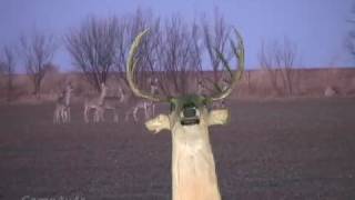 Boone amp Crocket Big Rack Buck [upl. by Hermosa]