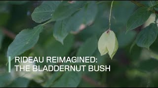 Rideau Reimagined The bladdernut bush [upl. by Benenson]