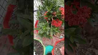 Garden love gardeninggarden decore plants [upl. by Minton447]