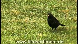 Schulfilm DIE AMSEL DVD  Vorschau [upl. by Tandie677]