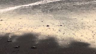 Releasing Leatherback Sea Turtles in Monterrico Guatemala [upl. by Oilla]