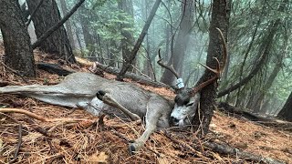 California Deer Hunting 2024  Hunting in the Rain [upl. by Tade851]