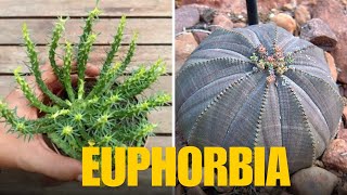 20 ESPÉCIES DE EUPHORBIAS PARA IDENTIFICAÇÃO NOMES CIENTÍFICOS [upl. by Owena999]