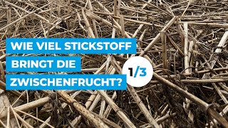 Wie viel Stickstoff bringt die Zwischenfrucht Teil 13 [upl. by Jemimah680]