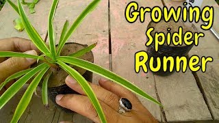 How to Grow Spider Runner  Evergreen Plant [upl. by Nivanod202]