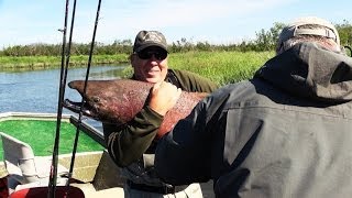 Fly fishing for big atlantic salmon in the famous Alta river [upl. by Kahn]