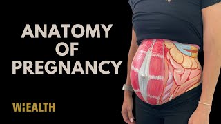 Pregnancy anatomy How the body changes in pregnancy [upl. by Granville]