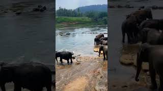 Pinnawala Elephant Orphanage nature elephant srilanka asia [upl. by Lleihsad293]