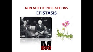 NON ALLELIC INTERACTIONS EPISTASIS [upl. by Nojel]