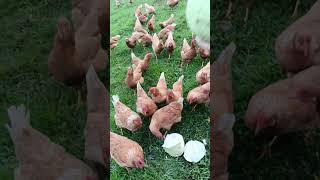 Alimentando las gallinas Vive Logicamente [upl. by Dnomasor]