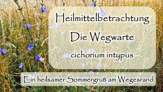 Wegwarte  cichorium intypus  Heilmittelbetrachtung  Dr med Liane PreuMaiwald  Würzburg [upl. by Anahsor]