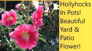 Video 43 Hollyhocks In Containers  Reblooming Hollyhocks Year After Year  CareSeed Collection [upl. by Mcclish455]