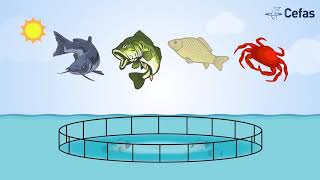 Sustainable aquaculture [upl. by Danice]