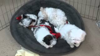 8 week old Maltipoo puppies [upl. by Kcirej]