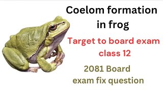 Coelom formation in frog class 12zoology [upl. by Meekahs786]