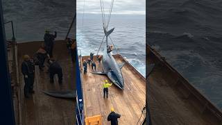 Crew Harvesting Huge Marine FishFishing Vessel OperationFishing VesselCrew WorkHuge Fish [upl. by Schellens]