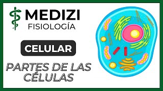 Fisiología Celular  La Célula partes y funciones IGdoctorpaiva [upl. by Hultin352]