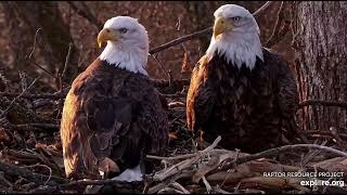 Decorah North Nest 111424 Stick shopping delivery arranging [upl. by Pazia54]