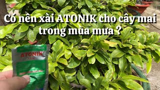 Có nên xài ATONIK cho cây mai trong mùa mưa  185 âm lịch [upl. by Ednihek]