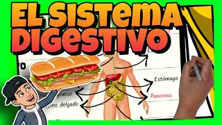 🥝 El SISTEMA DIGESTIVO del CUERPO HUMANO para NIÑOS de PRIMARIA [upl. by Sitruc959]