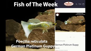 Poecilia reticulata German Platinum Guppy ImperialTropicals [upl. by Falconer]