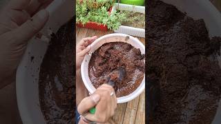 How to use cocopeat brick cocopeat brick kaise use kre [upl. by Ddarb]