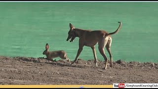 greyhound coursing trials race at national coursing club 22 Nov 2023 [upl. by Hannover]