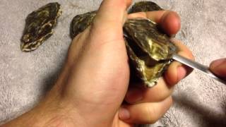 how to shuck an oyster  quick and easy [upl. by Aralomo]