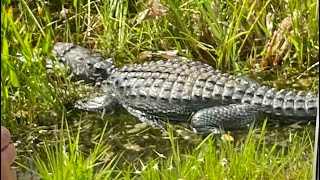 Everglades National Park FL [upl. by Meyeroff]