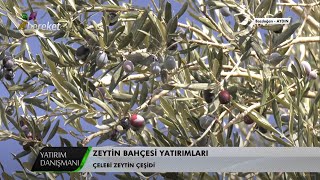 Yatırım Danışmanı  Zeytin Bahçesi Yatırımları  2Bölüm [upl. by Tien]