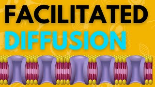 Biology Help Facilitated Diffusion explained in 3 minutes [upl. by Ferguson]