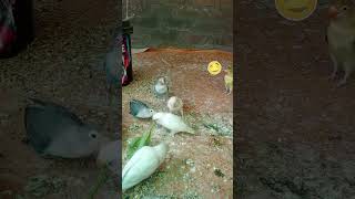 Worlds Saddest story Part 3 funnyvideo birds parrot cute perrot [upl. by Alaekim]