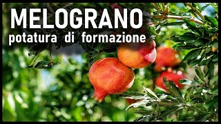 POTATURA FORMAZIONE MELOGRANO [upl. by Asena]