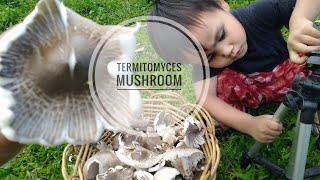 Village foodsFour Termitomyces mushroom recipesminthangwithmommy5078 [upl. by Theobald768]