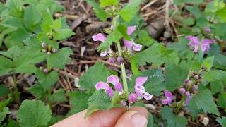 Gefleckte Taubnessel  Blüten amp Blätter  120418 Lamium maculatum  WildpflanzenBestimmung [upl. by Atteloiv]