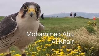 صقر وكريفالكونLanner Falconصقر وكري ShaheenFalcon Saker Falcons فالكون FalconryFalcons [upl. by Anohsal]