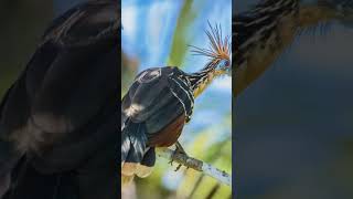 Uccelli più belli al mondo 😍 Pt24 hoatzin [upl. by Acila]