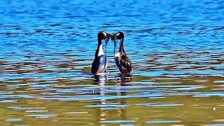 Great Crested Grebes Courtship Display  Blissful Birding [upl. by Arak]