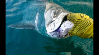 Fly Fishing Migrating Tarpon Off The Beach [upl. by Fronnia299]