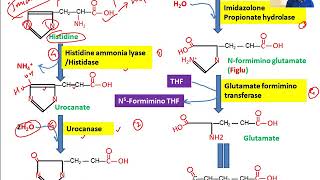 Histidine Metabolism Histidine catabolism Figlu test Formimino Tetrahydrofolate [upl. by Lsiel257]