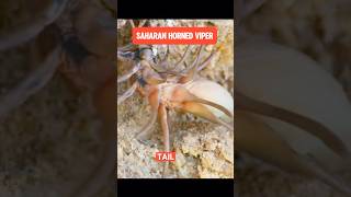 Saharan Horned Viper instant Hunt [upl. by Eenahs]