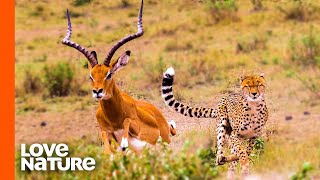 Antelope Narrowly Escapes Cheetah Chase  Predator Perspective  Love Nature [upl. by Dnalram]