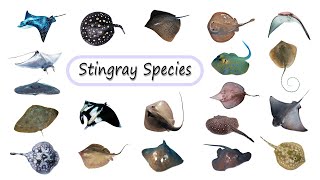 Stingray Species  Fun list of Rays  Leo amp Lia Story TV [upl. by Annovaj]